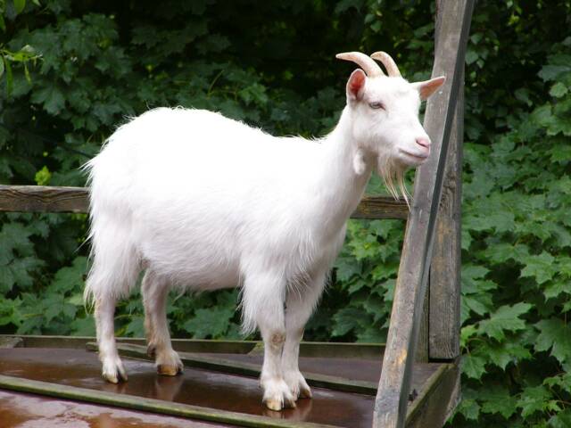 http://www.scanimals.org/files/QuickSiteImages/goat_1.jpg